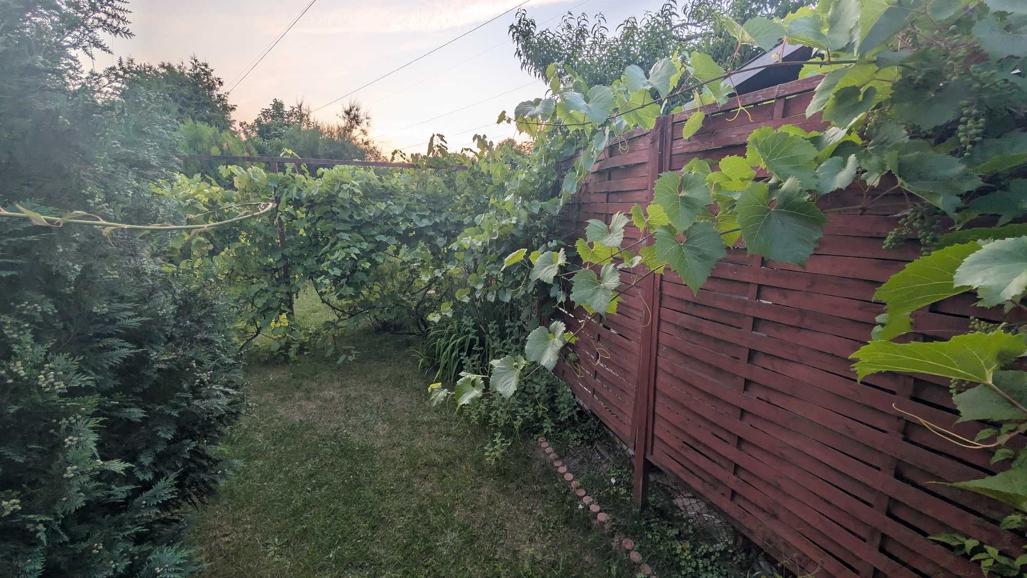 REZERWACJA Zadbana działka na ROD Radość