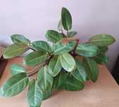 Filodendron Prince of Orange