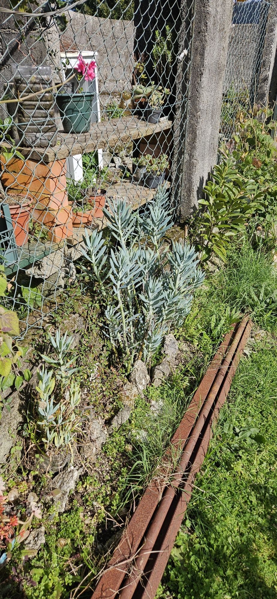 Suculentas e cactos