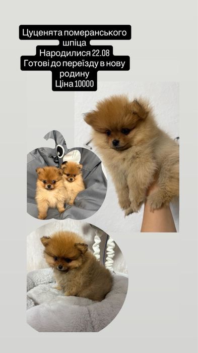 Щенки Шпиц померанский мини