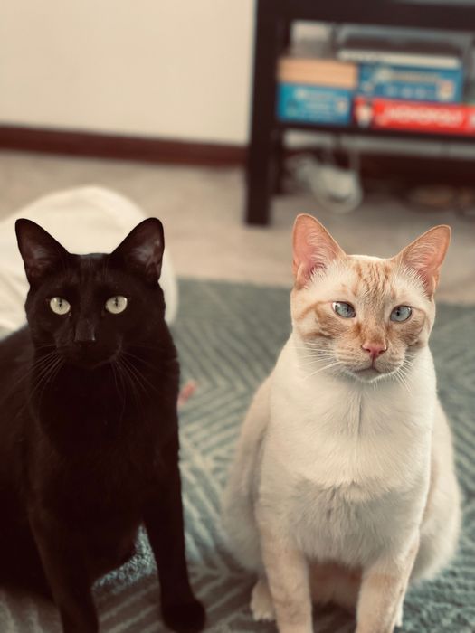 Procura-se Lar Amoroso para dois Gatos Irmãos