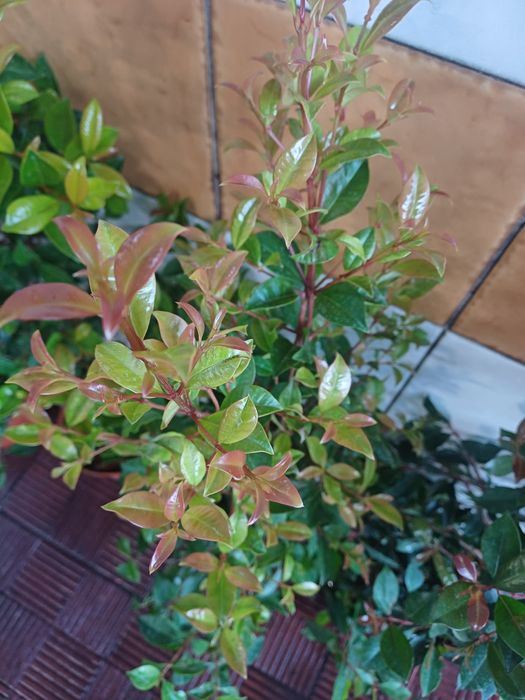 Eugenias myrtifolias