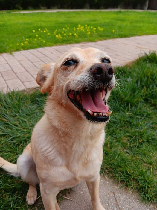 Explicações 1º ciclo / Babysitter/ Dogsitter/ Passear cães - LEIRIA