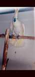 Cacatua galerita
