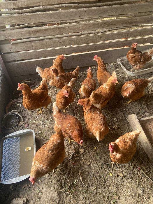Продам курей (інкубаторні)