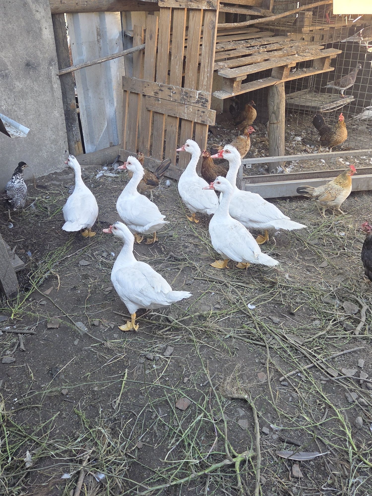 Patos Mudos Brancos – Boa Genética, Criados ao Ar Livre
