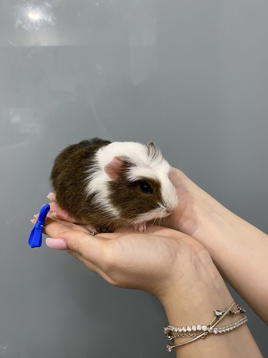 Свинка морська, морські свинки неймовірне різноманіття