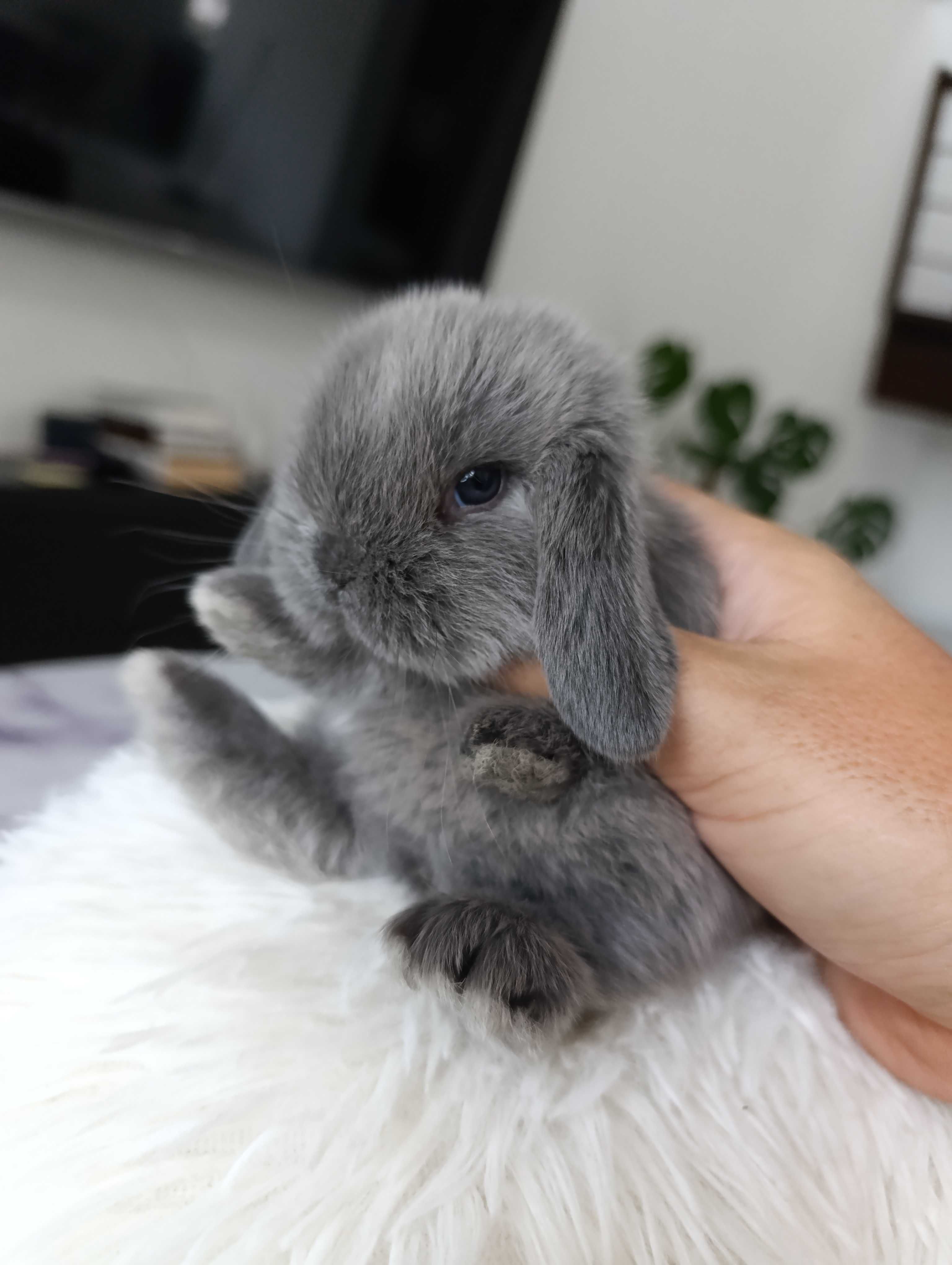Mini lop karzełek Teddy hodowla zarejestrowana