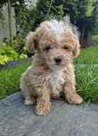 Maltipoo Samczyk hybryda ras