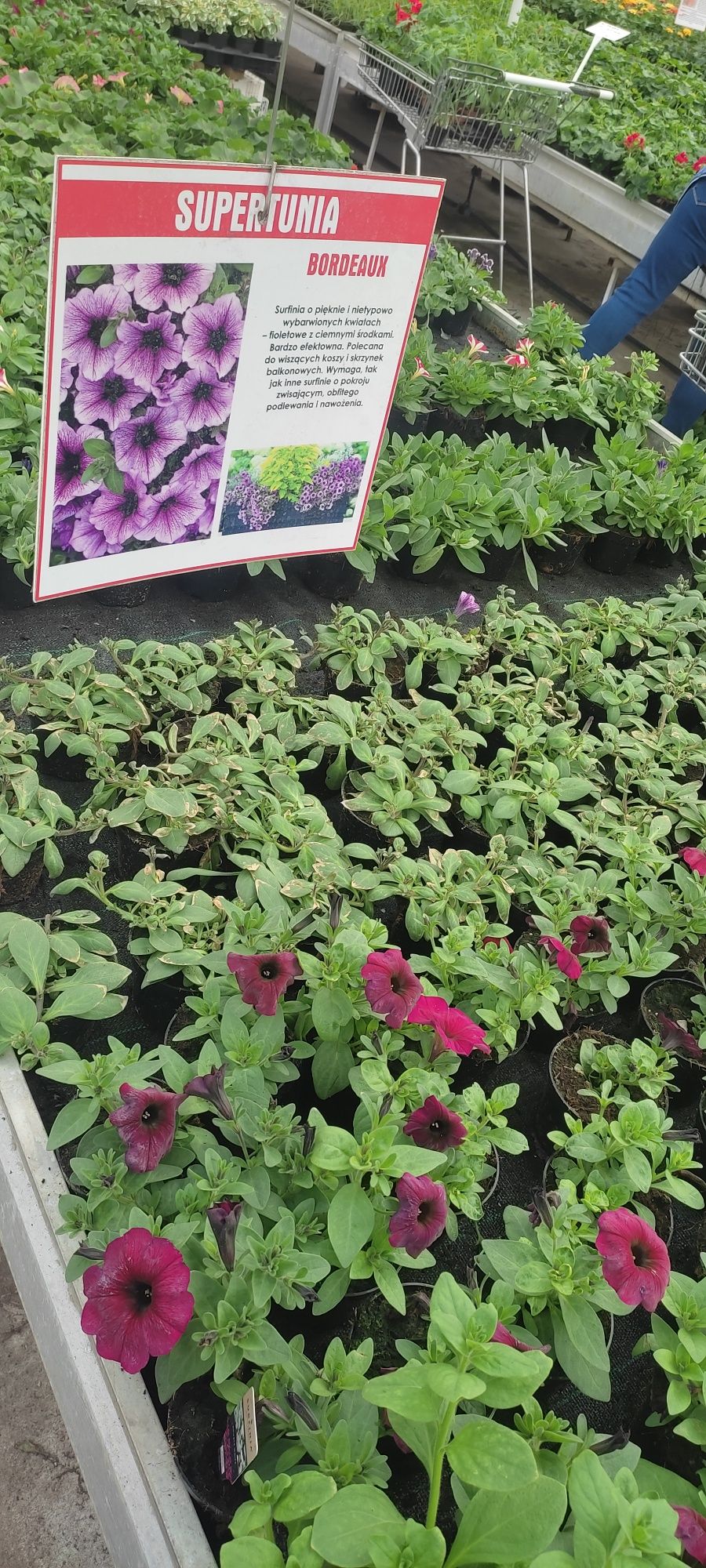 Sadzonki Supertunia Bordeaux oraz Vista