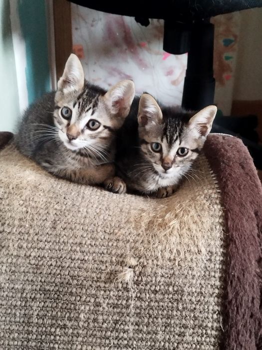 Gatinhos para adoção