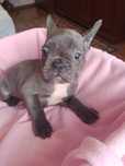 Buldog francuski