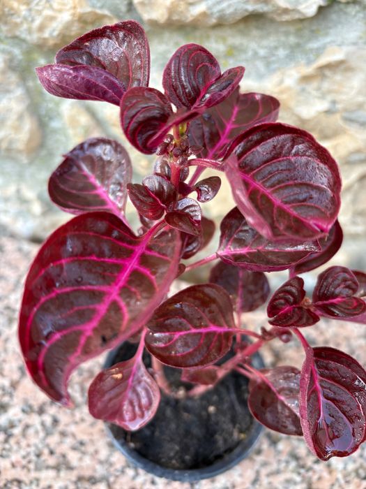 Iresine herbstil , planta