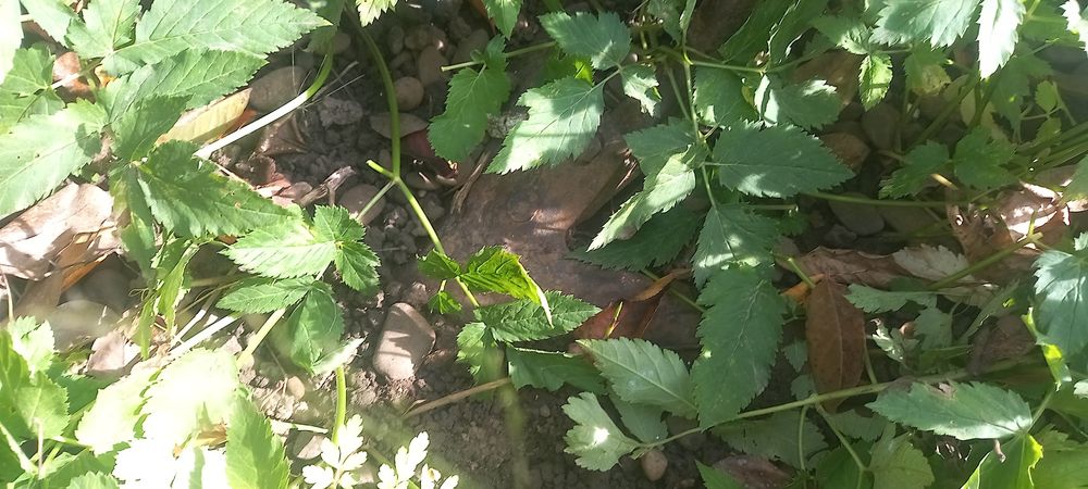 Культиватор ширина 2.60