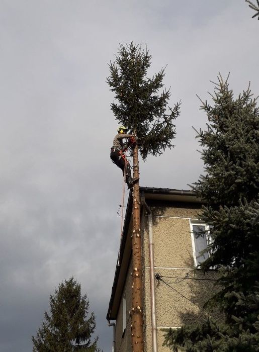 Wycinka i pielęgnacja drzew, przycinanie, korekta gałęzi