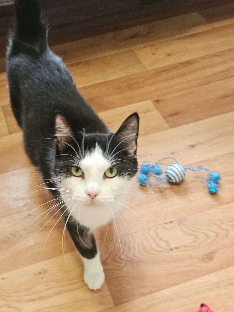 Cudowna kotka do adopcji,  kot, kotek