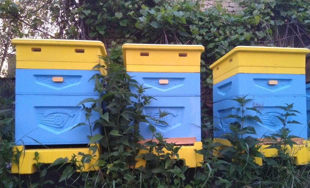 Miód z własnej pasieki sprzedam 1kg