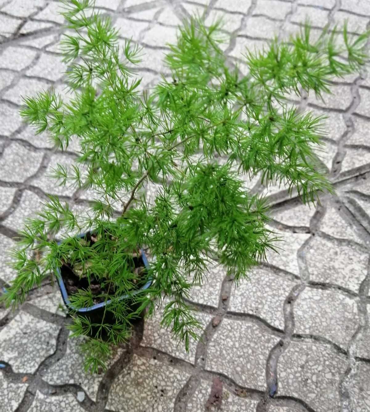 Espargo de Sprenger