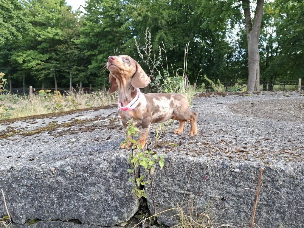 jamnik miniaturowy suczka merlle choco