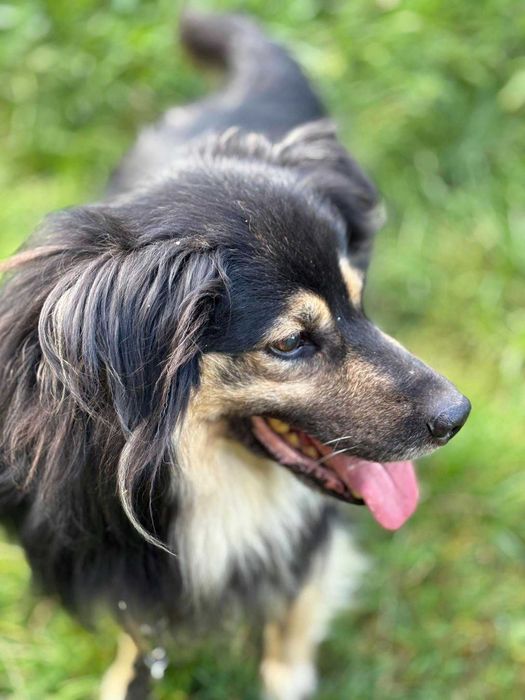 Kudłaty Marley szuka domku