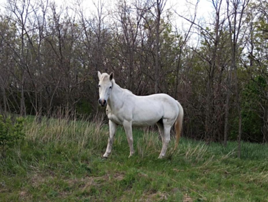 Продам спокійну кобилу