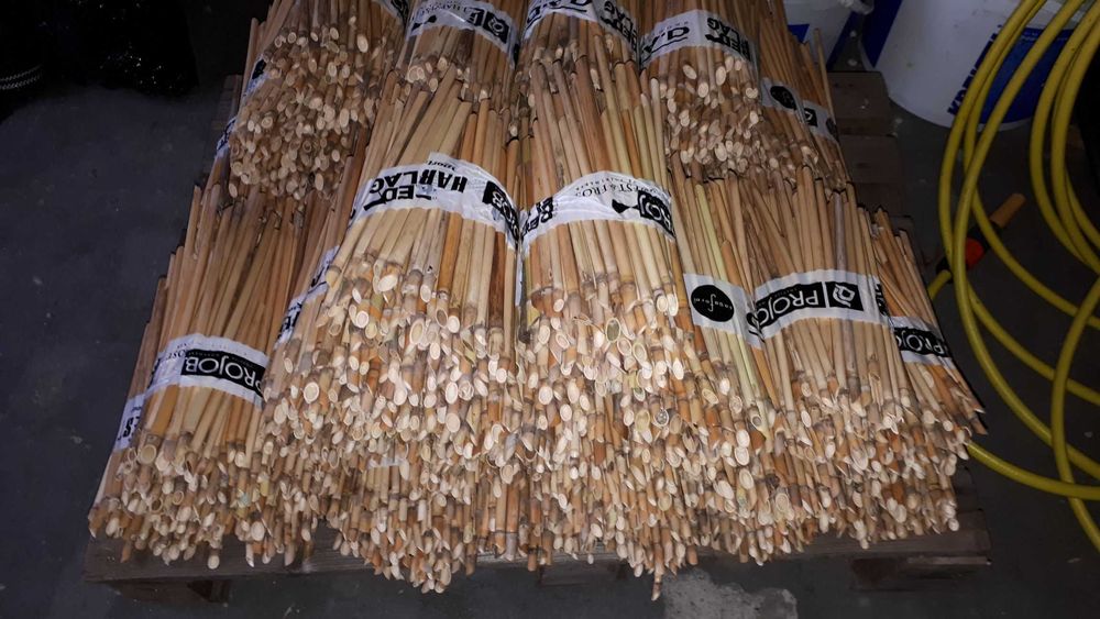 Pszczoła Murarka ogrodowa kokony