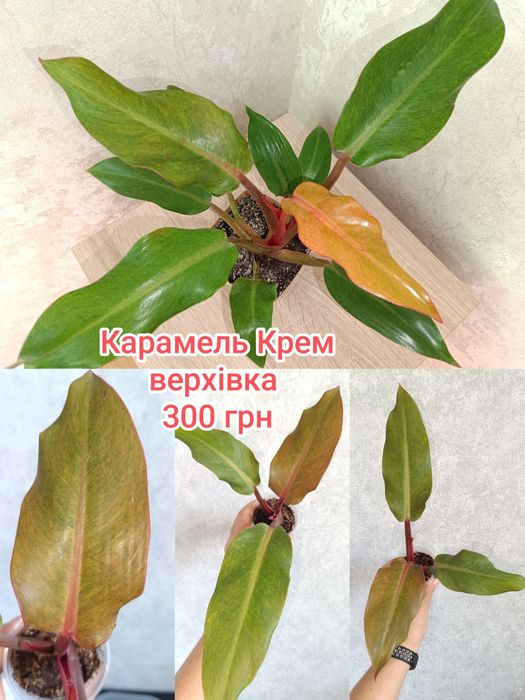 Ароїдні рослини, філодендрони