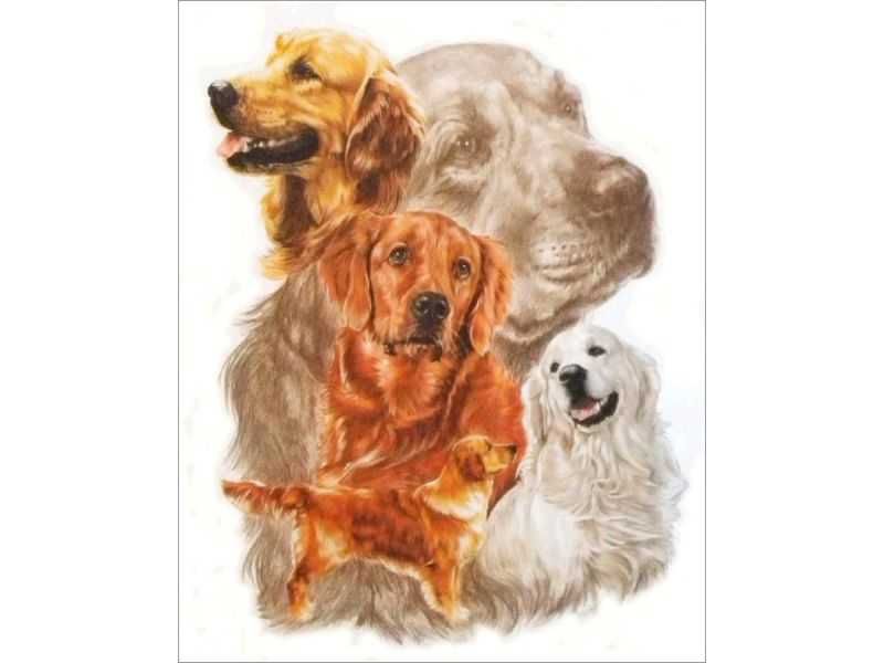 Haft Diamentowy Mozaika Diamentowa PIES - GOLDEN RETRIEVER 30x40cm