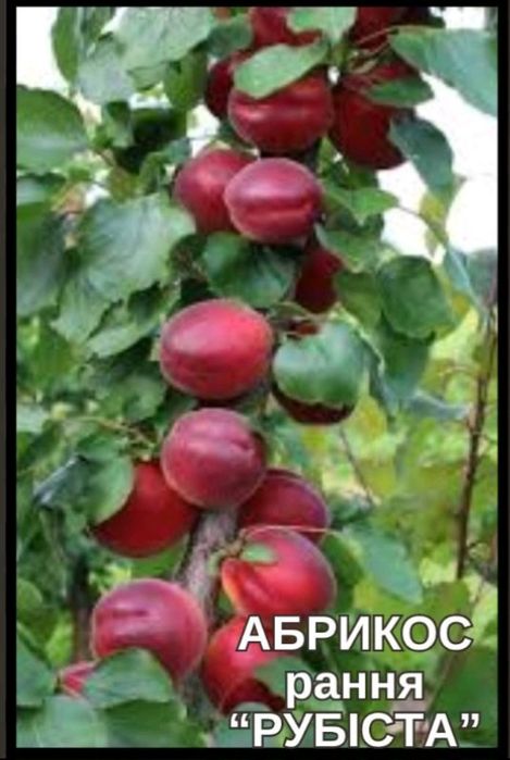 Саджанці Абрикоса