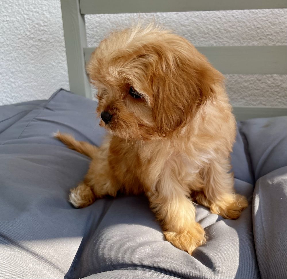 Cavapoo f1/sunia