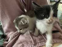Котята , веслоухой кошки