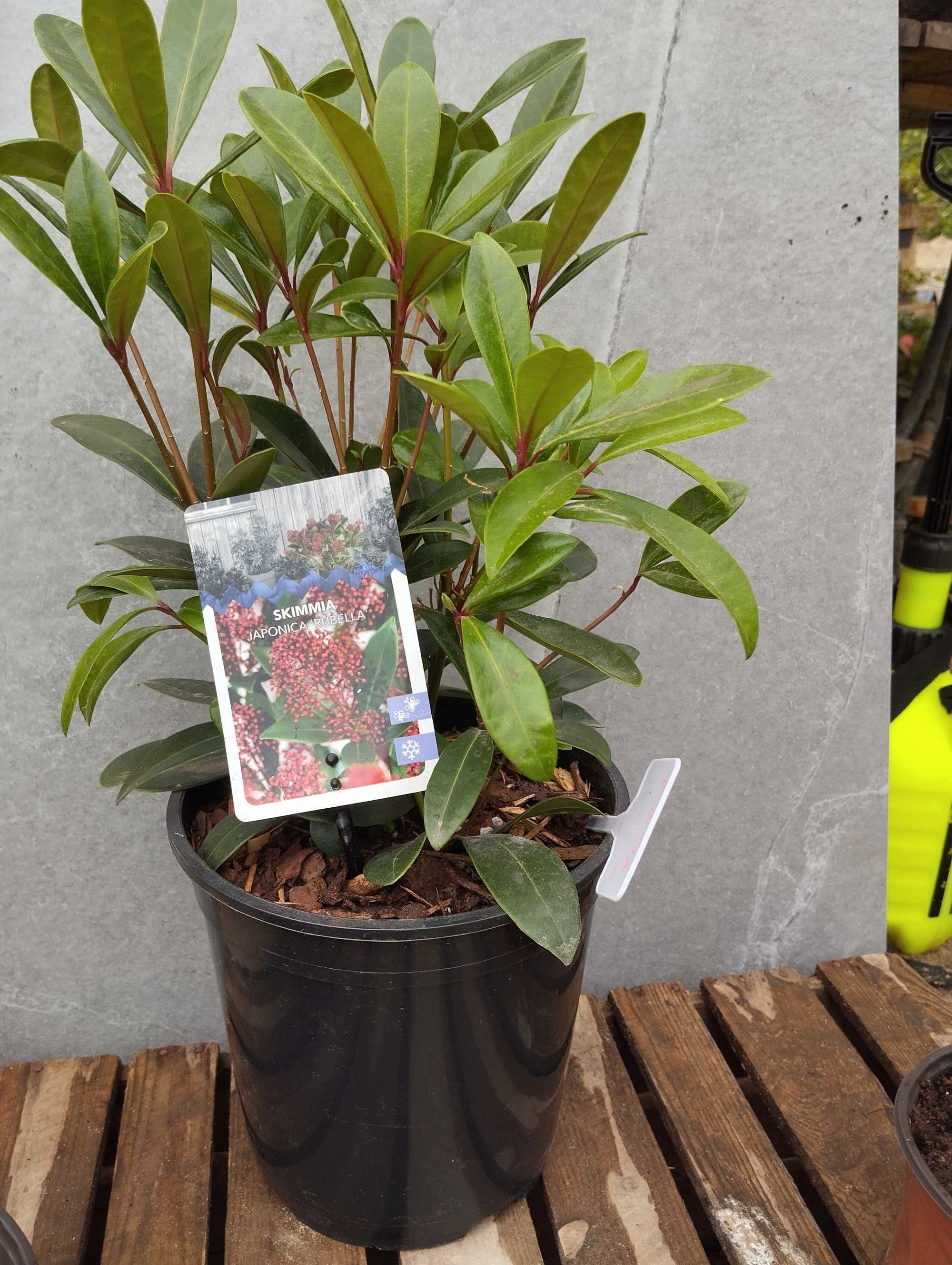 Skimia japonica -intensywne kwitnienie