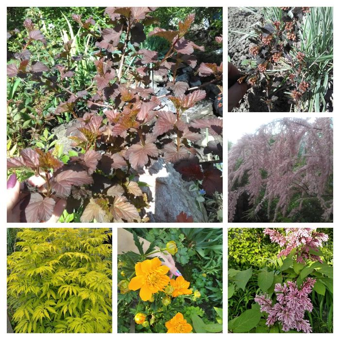 Пухироплідник тамарикс спірея