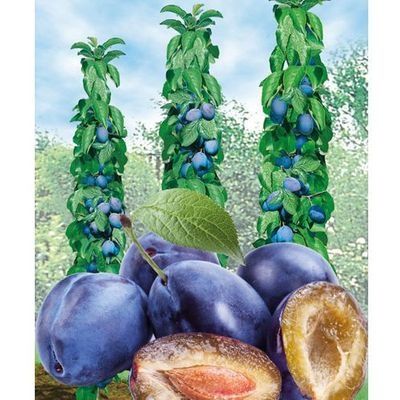 Sprzedam drzewka śliw Producent