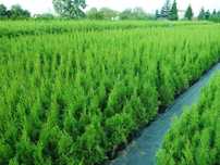 Tuja Szmaragd 50,60,70,80,90,100cm! Sadzimy! Transport! Thuja Smaragd!