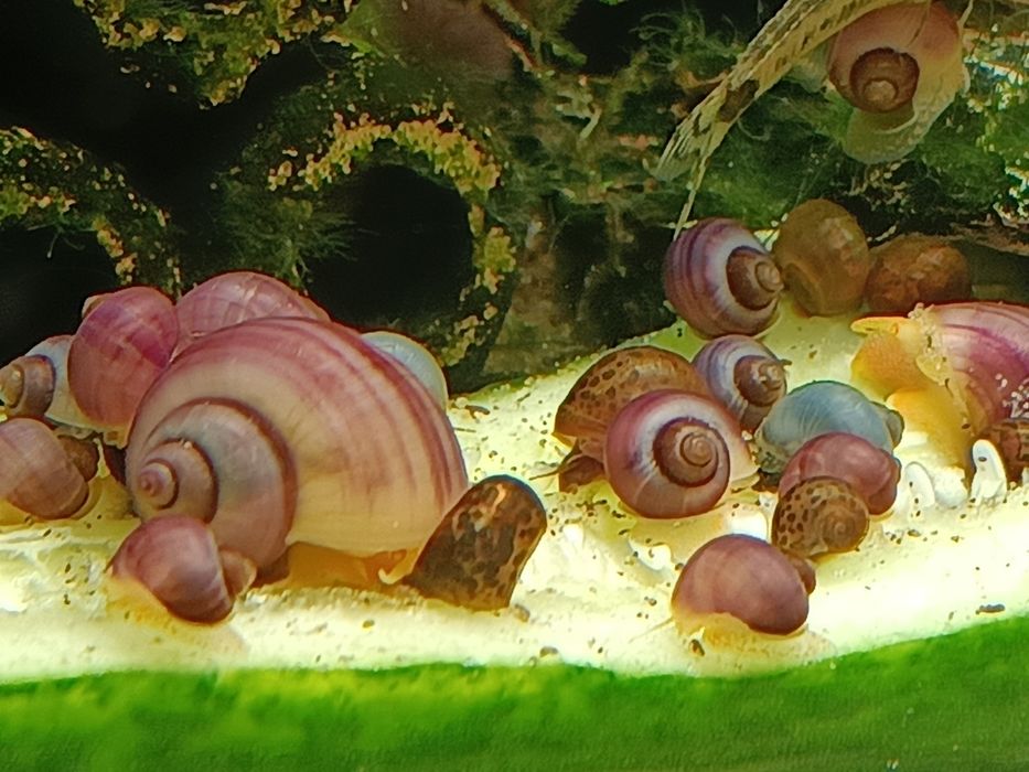 Ślimaki akwariowe fioletowe, różowe i błękitne