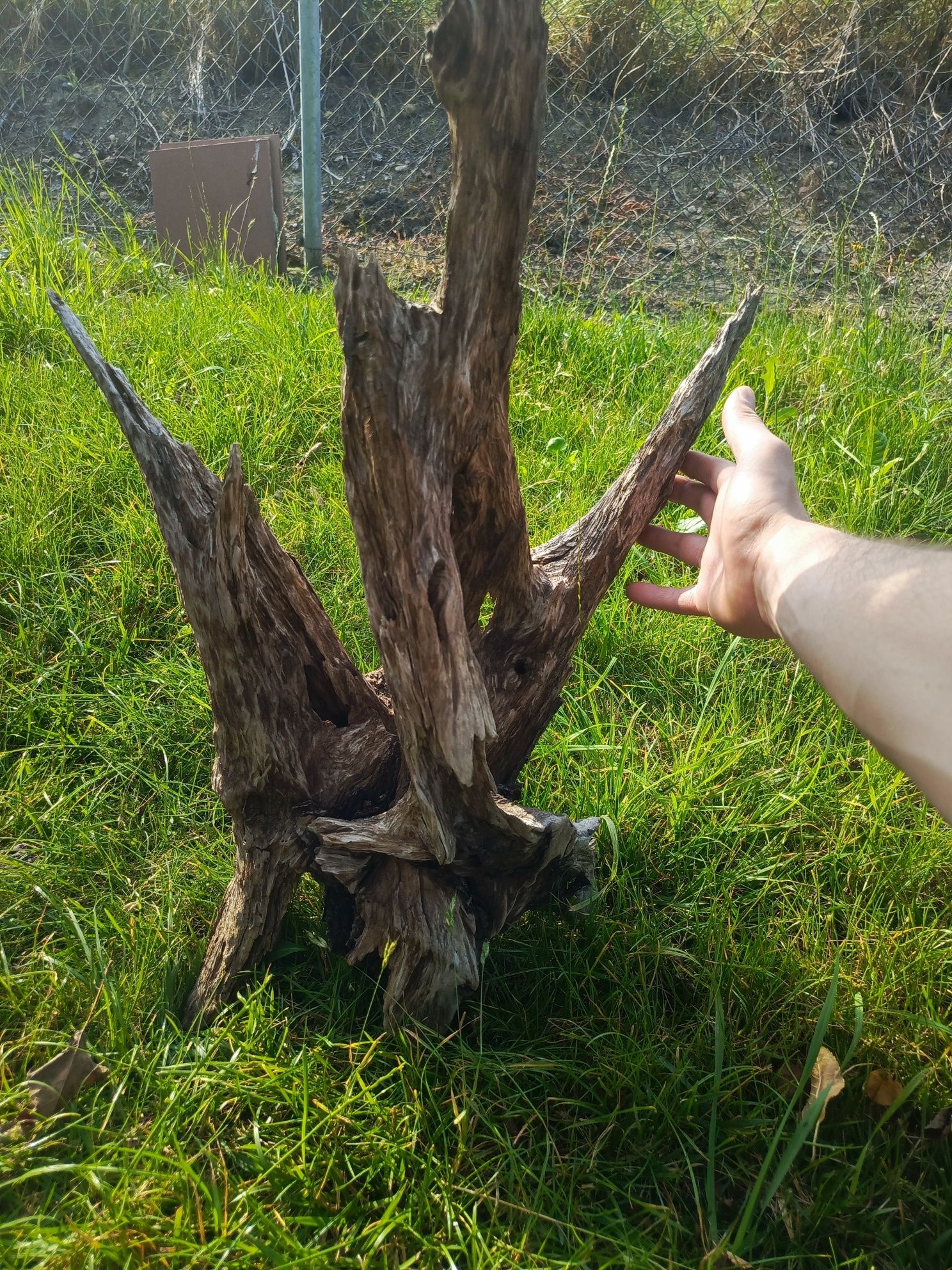 Korzeń do terrarium/akwarium