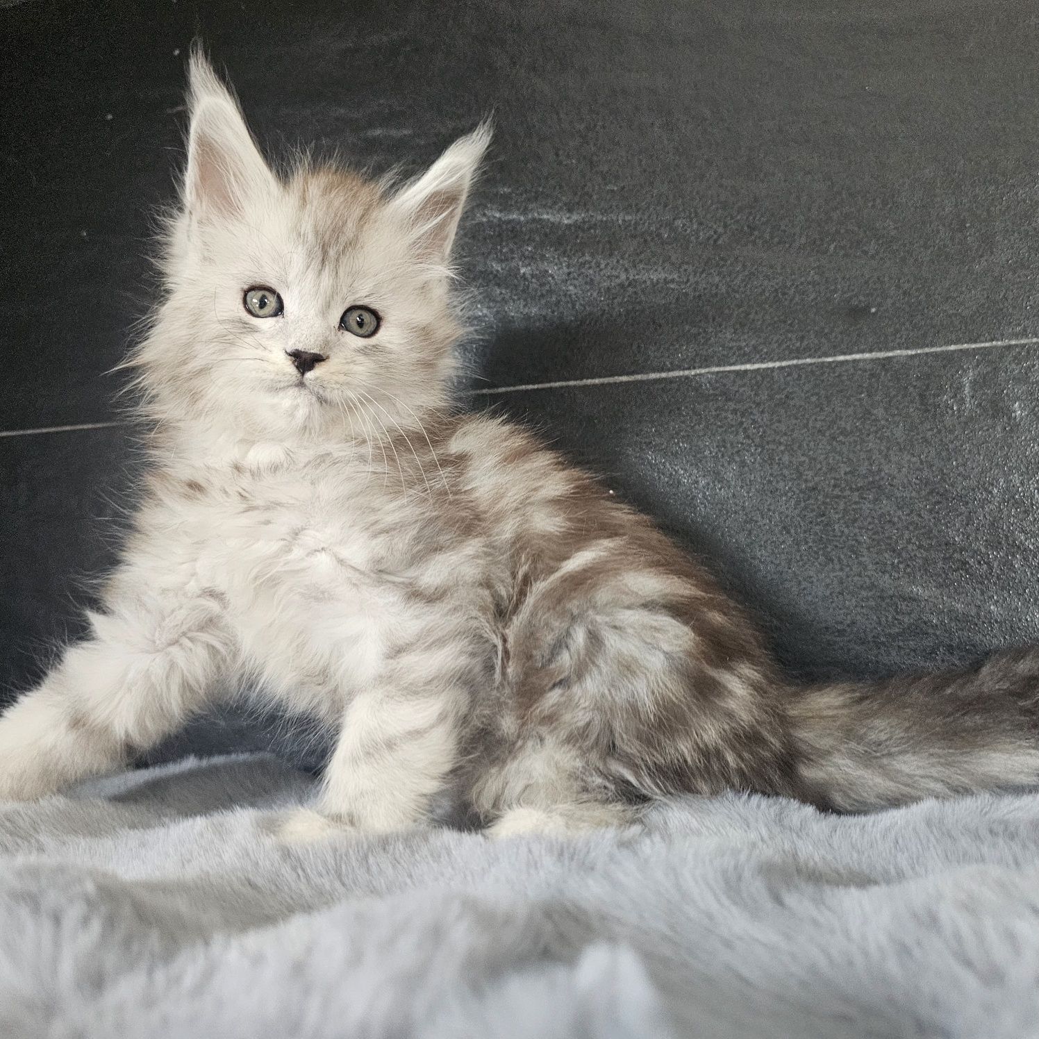 Kocurek Maine coon rodowód fpl FIFe
