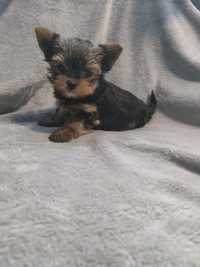 York Yorkshire terrier suczka