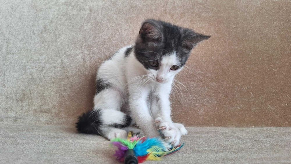 malutki słodziak do oddania