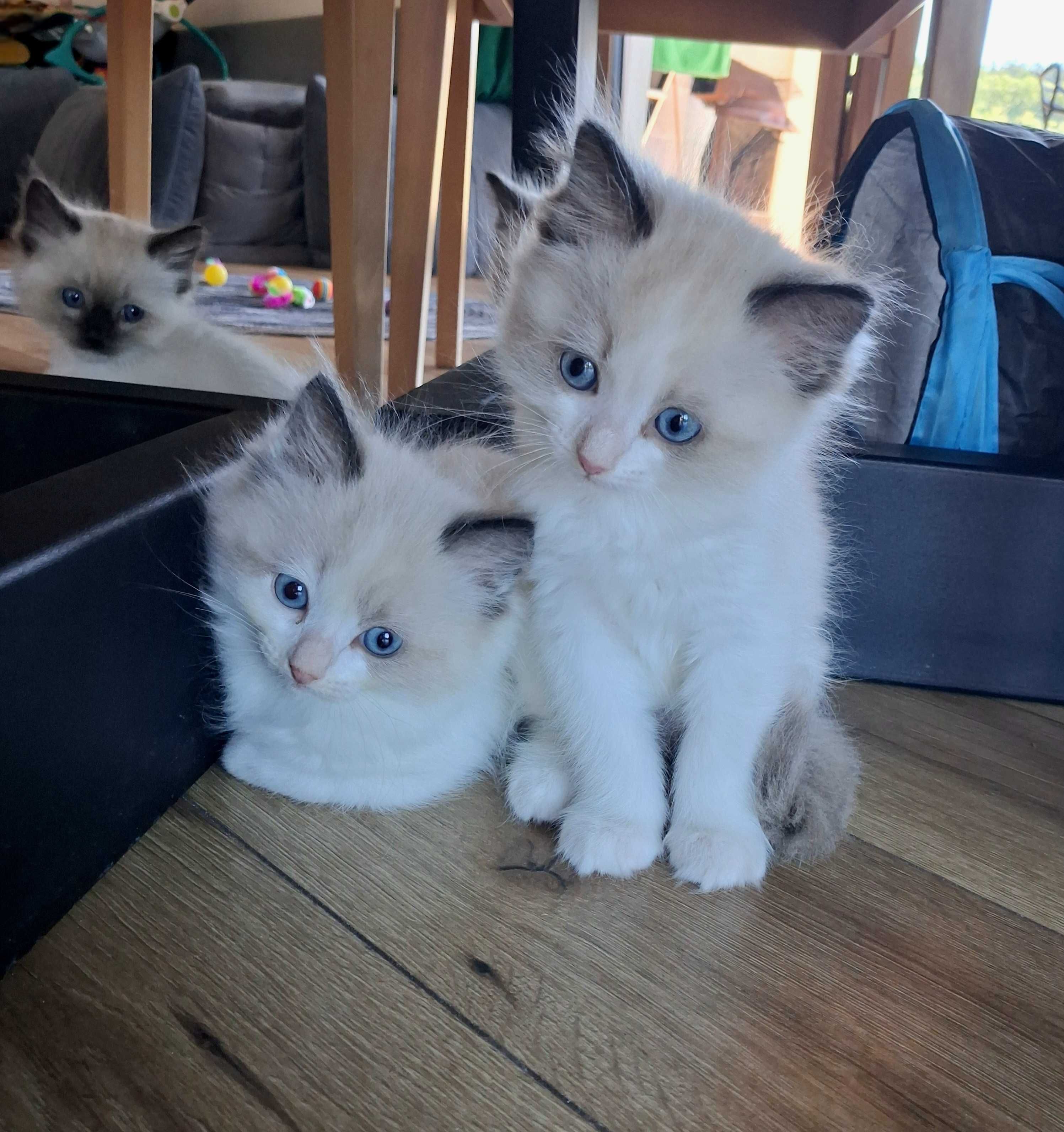 Ragdoll KOTKA rodowód WCF