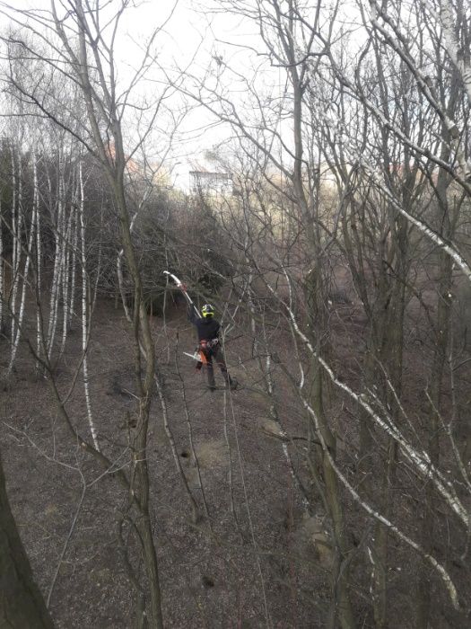 Wycinka i pielęgnacja drzew metodą alpinistyczną