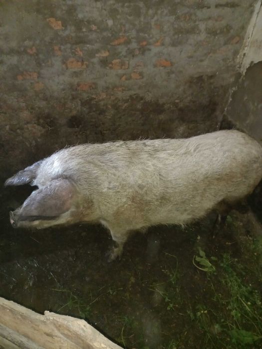 Поросята (Мангал+Петрен)