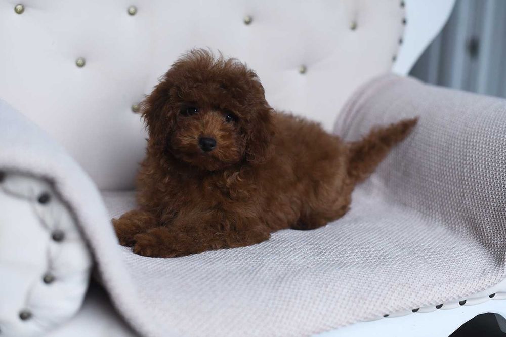 Pudel toy-piekny ciemny chlopak