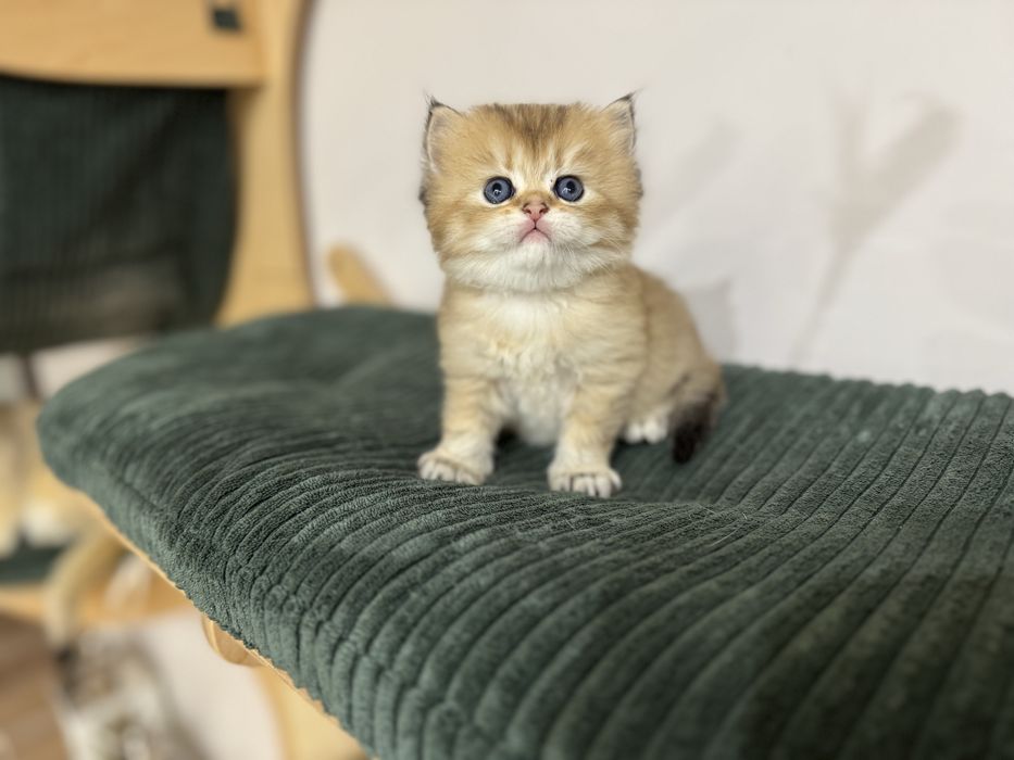 Kot kocur brytyjski długowłosy FIFe FPL prawdziwy rodowód GWARANCJA