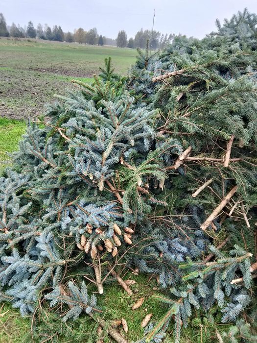 Oddam tanio gałęzie świerka srebrnego