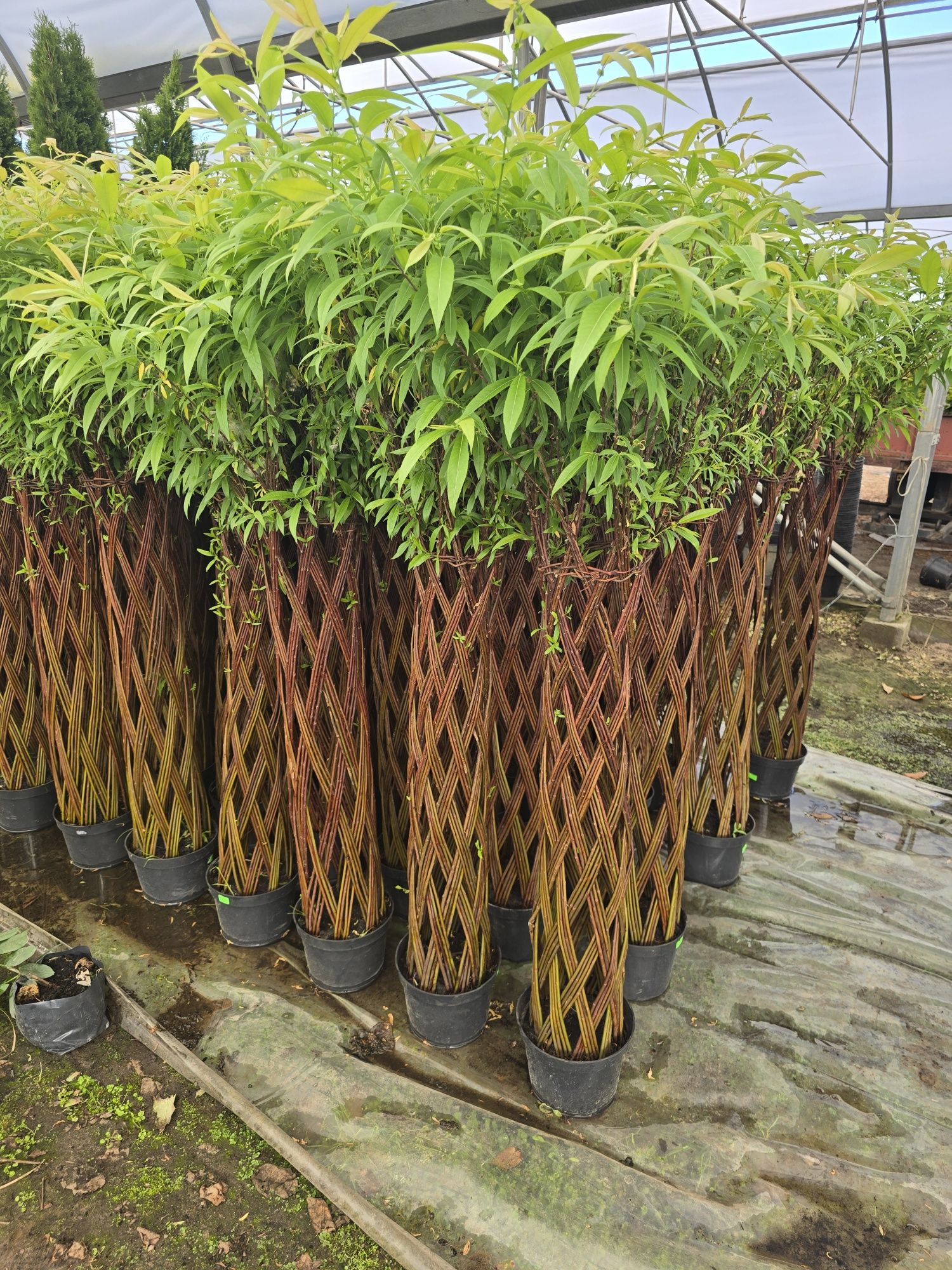 Wierzba pleciona 220 cm salix americana polska palma zielona gora