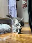 Kotki Maine Coon
