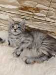 Melisa- Prześliczna kotka Maine Coon z legalnej hodowli/ FPL