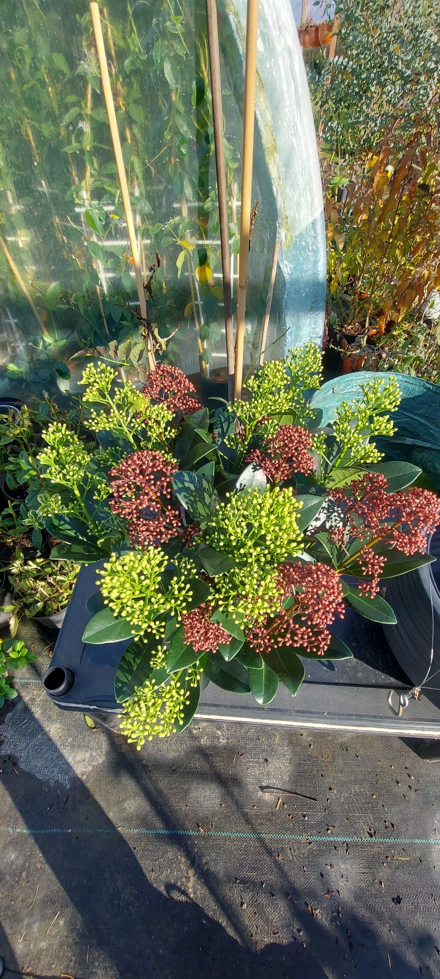 Skimmia Japonica,  żeńskie odmiany I męskie